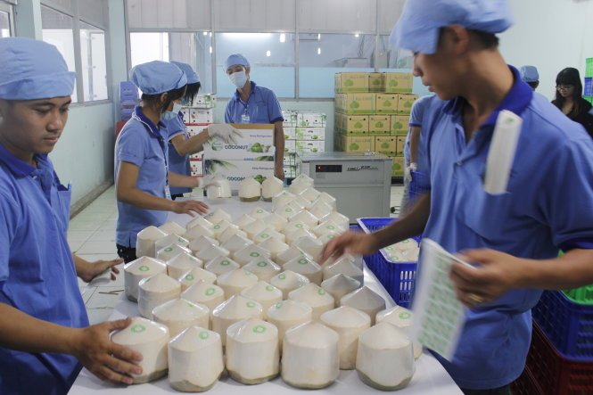 CƠ HỘI THÀNH NGHÀNH CHỦ LỰC KINH TẾ BẾN TRE, SAU KHI XUẤT KHẨU DỪA TƯƠI SANG MỸ - TRUNG