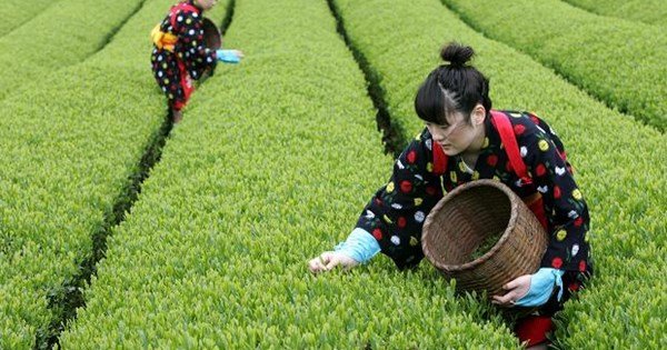 NÔNG NGHIỆP ĐÀI LOAN - NỀN TẢNG CHO SỰ PHÁT TRIỂN TOÀN DIỆN 